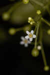 Seaside brookweed <BR>Water pimpernel